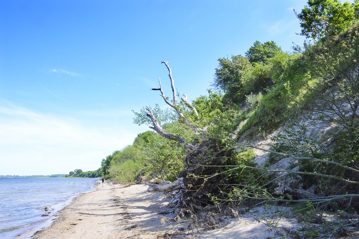 Die Steilküste der Halbinsel Holnis (Flensburger Förde). Aufnahme: 4. Juni 2020.