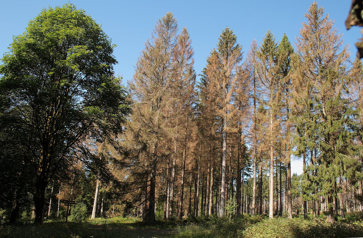 Die sterbenden Bäume an der Hahnenkleer Waldstraße haben mit ihrem im strahlenden Sonnenlicht unter dem dunkelblauen Himmel leuchtenden Rotbraun sogar so etwas wie eine eigene Schönheit; Aufnahme vom späten Vormittag des 19.08.2019...