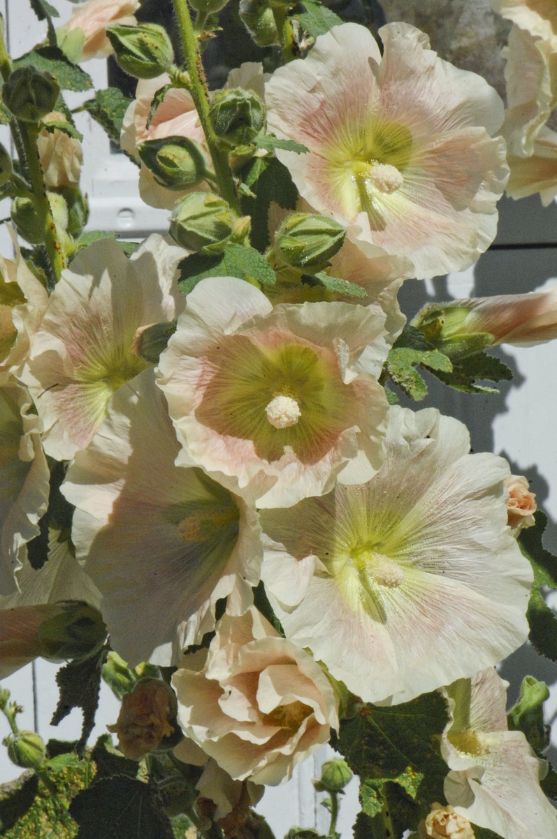 Die Stockrose (Alcea) wird auch bezeichnet als Stockmalve, Bauernrose oder Pappelrose und gehört zur Familie der Malvengewächse. Aufnahme vom Garten am Kindheitshaus der schwedischen Autorin Astrid Lindgren. Das Haus liegt in der Kleinstadt Vimmerby.
Aufnahme: 21. Juli 2017.