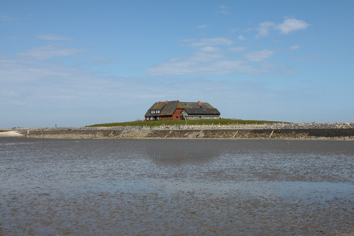 Die Tamenswarf auf Hallig Langeness am 08.06.2012 