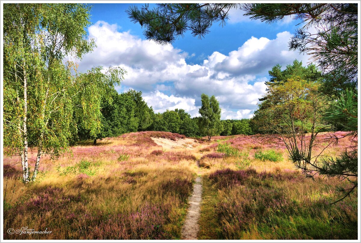 Die Vareler Heide bei Lauenbrück im Kreis Rotenburg, Heiderandgebiet Anfang September 2025, auf der linken Seite hinter dem Wäldchen, fließt die Wümme, die in der Lüneburger Heide entspringt.