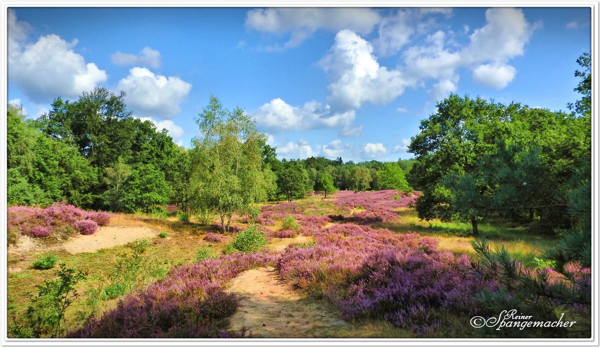 Die Vareler Heide zeigt sich von ihrer schönsten Seite, die Besenheide ist in voller Blüte, dass Wetter könnte nicht besser sein. Ein kleines aber feines Heidegebiet, im Landkreis 
Rotenburg/Wümme. Eingerahmt von der Wümmeniederung auf der einen und der B 75 auf der anderen Seite. Ein Parkplatz ist dort an der Straße auch vorhanden. August 2019.