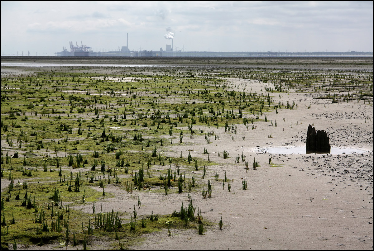 Die Weite -

... des Wattenmeer und die menschlichen Veränderungen im Hintergrund. Im Watt bei der Nordseeinsel Mellum. Im Hintergrund der JadeWeserPort von Wilhelmshaven.

08.08.2015 (M)