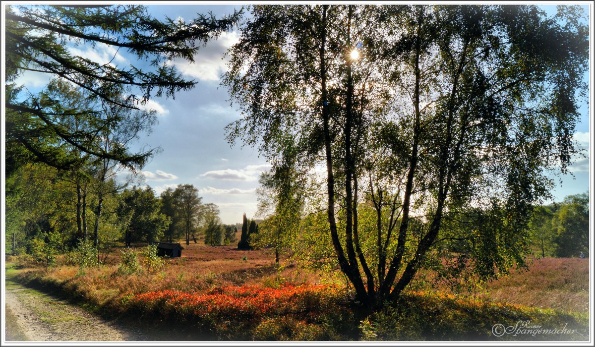 Die Weseler Heide bei Handeloh zu Herbstbeginn 2014, kaum ist die Besenheide verblüht, färben sich die Blätter der Beerensträucher Dunkelrot.