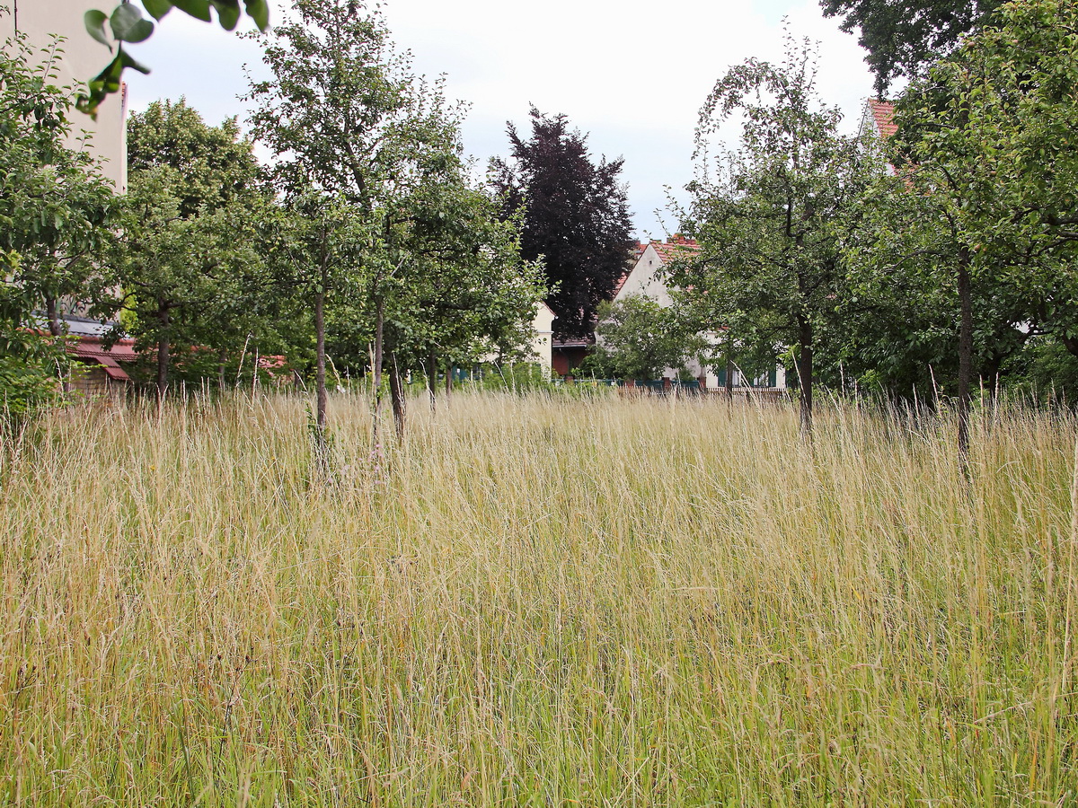 Die Wiese im Comenius-Garten am 05. Juli 2017 in Berlin Neukölln.