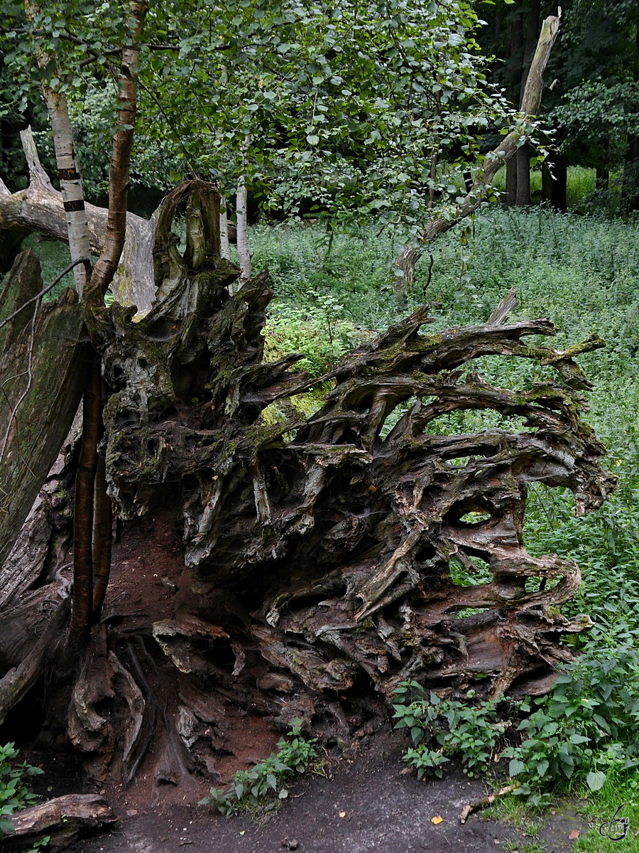 Die  zerfressene  Wurzel eines umgestürzten Baumes in den Ivenacker Eichen. (August 2021)