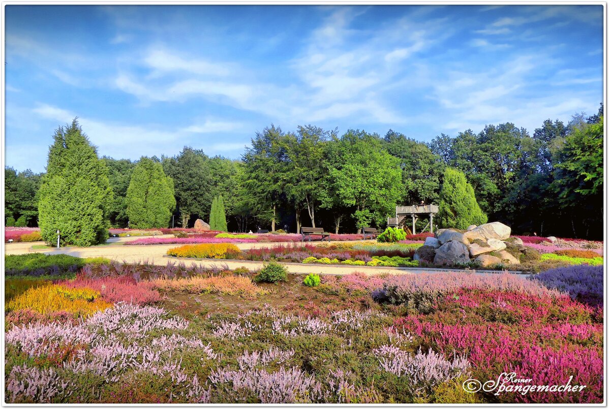 die Zuchtsorten im Heidegarten Schneverdingen blühen länger als die Besenheide im Naturpark, oft noch bis in den Oktober hinein. September 2021.