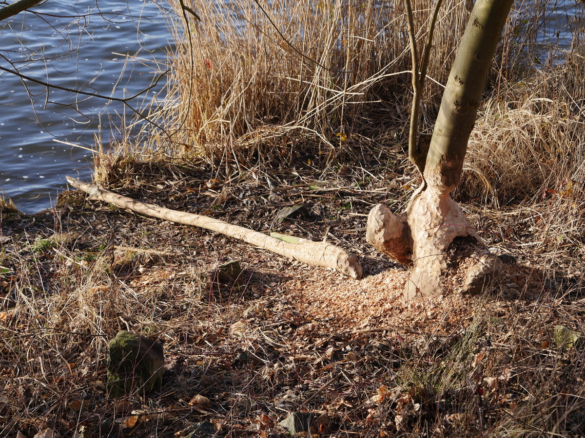 Dies war der erste Streich und der zweite .. . Hier hat ein Biber erfolgreich gearbeitet; an der Elbe bei Geesthacht, 31.12.2019
