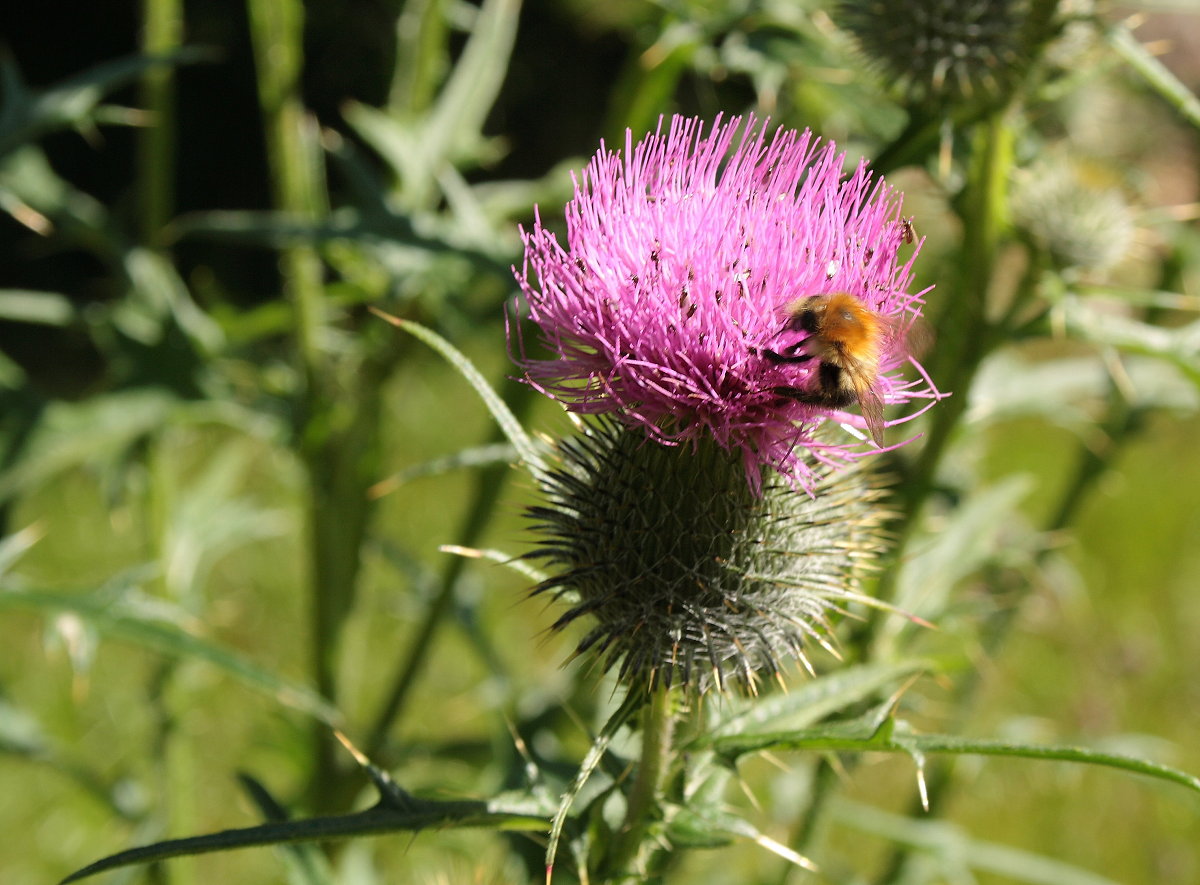 Distelblüte mit Hummel; Aufnahme vom Nachmittag des 07.08.2016 auf dem Brunnenbachsweg...