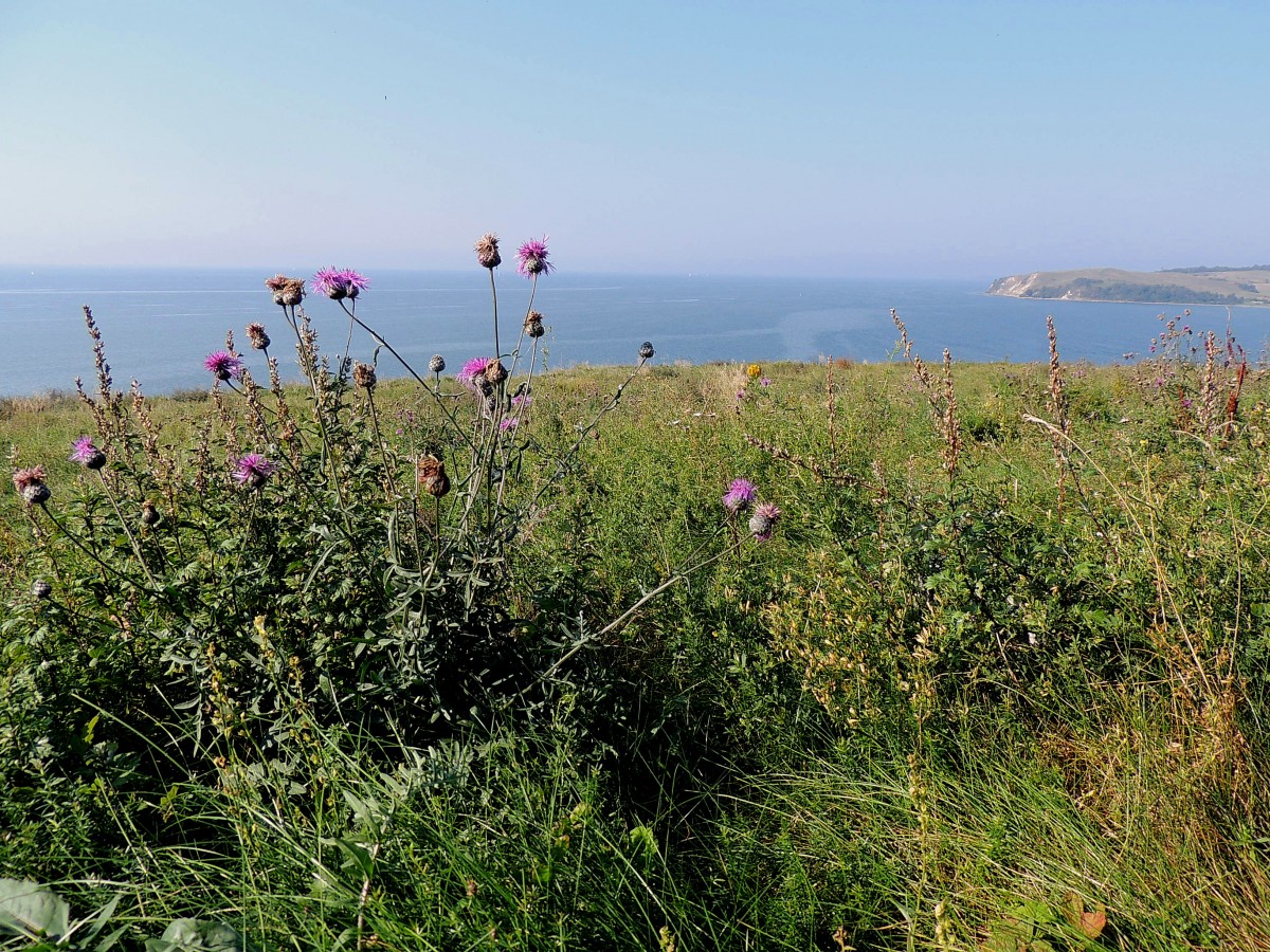 Distelblüten im Bereich Kleiner-Zicker auf der Insel Rügen; 140919