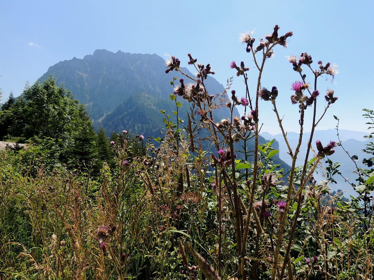 Distelblüten mit Hintergrund dem Traunstein im Salzkammergut; 140719