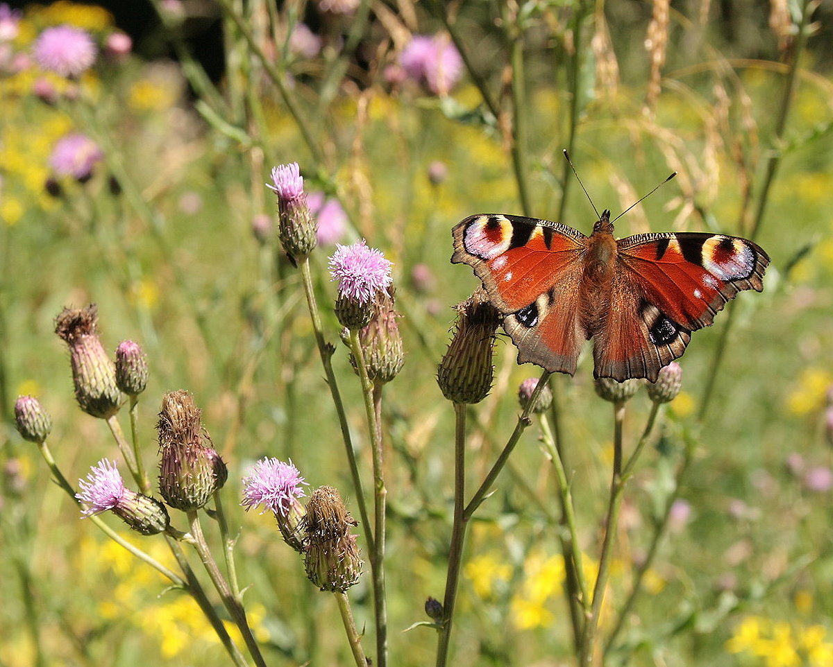 Distelblüten mit Tagpfauenauge; Aufnahme vom Nachmittag des 07.08.2016 auf dem Brunnenbachsweg...