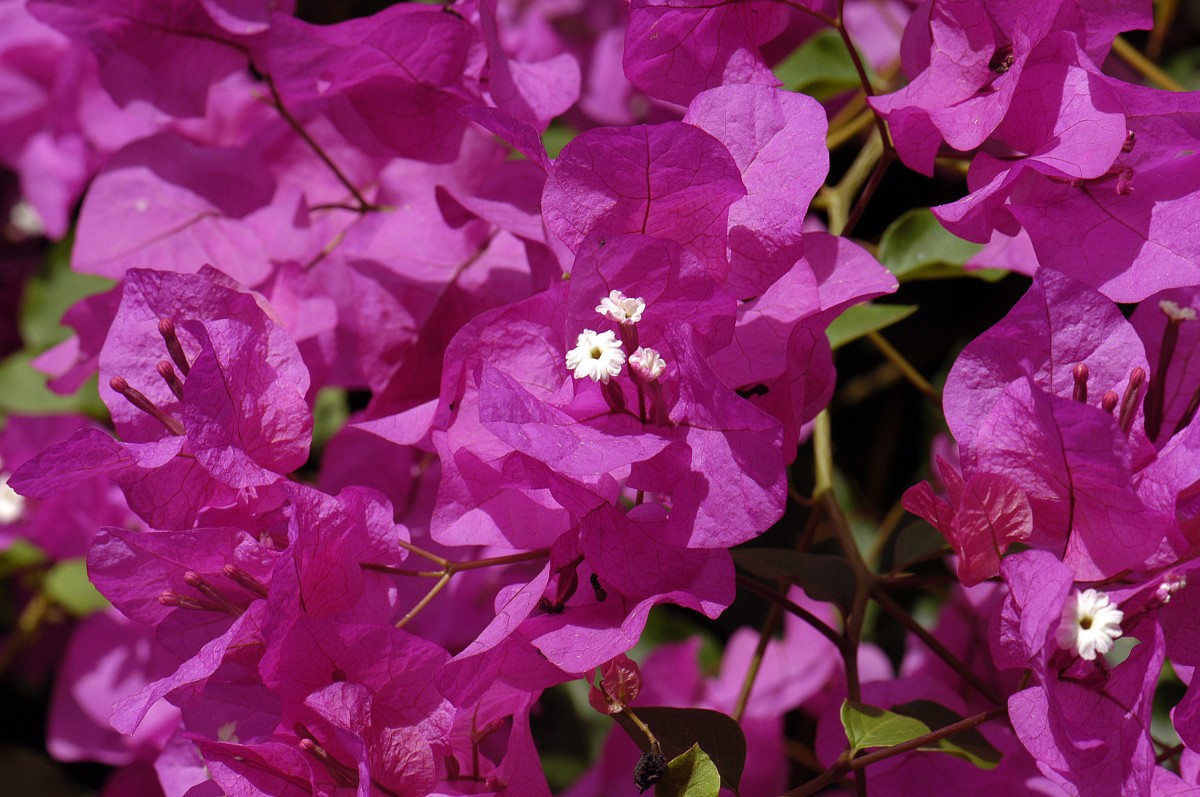 Drillingsblume (Bougainvillea glabra). Los Cristianos - Teneriffa. Aufnahme: Oktober 2009.