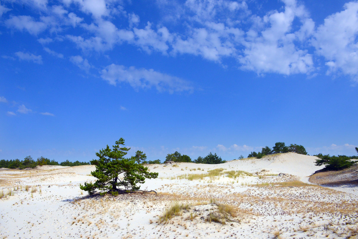 Dünen im Slowinischen Nationalpark östlich der ehemaligen Raketenabschlussrampen bei Rąbka. Aufnahme: 17. August 2020.