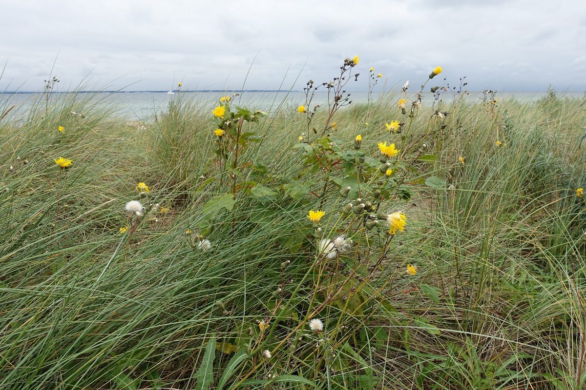 Dünenbewuchs (betreten verboten, da Hochwasserschutz) in Niendorf an der Ostsee am 15.9.2021 /