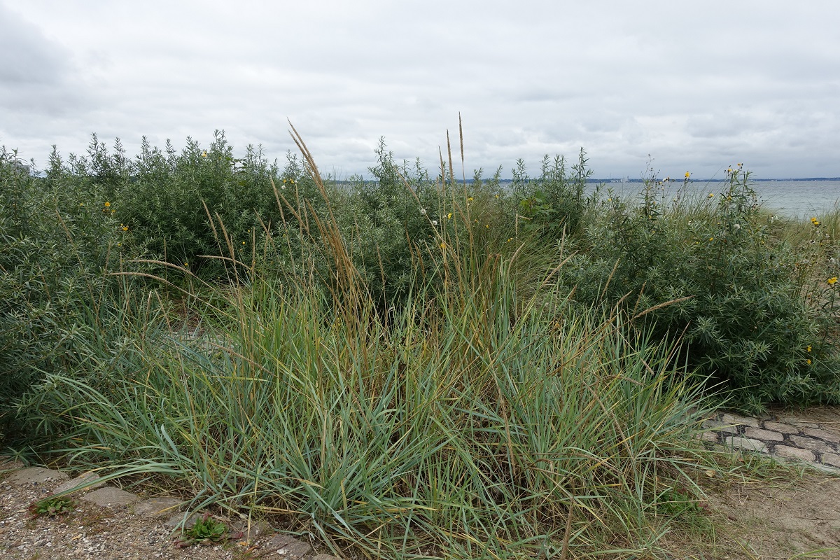 Dünenbewuchs (betreten verboten, da Hochwasserschutz) in Niendorf an der Ostsee am 15.9.2021 /