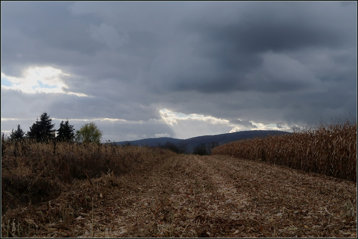 Dunkle Wolken und ein teilweise abgeerntedes Maisfeld -

Bei Weinstadt-Endersbach.

20.11.2020 (M)