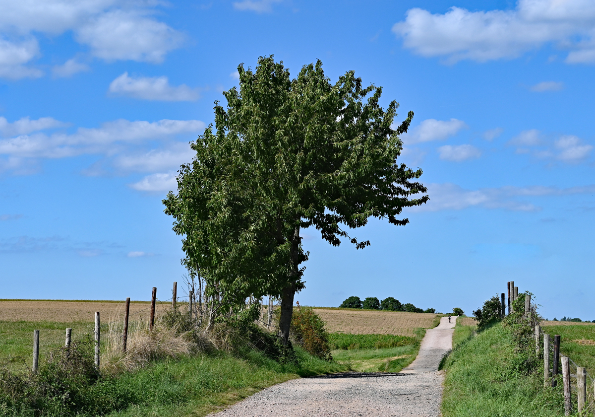 Eifellandschaft mit Einzelbaum, Schotterweg und Feldern bei Eu-Kirchheim - 15.09.2023