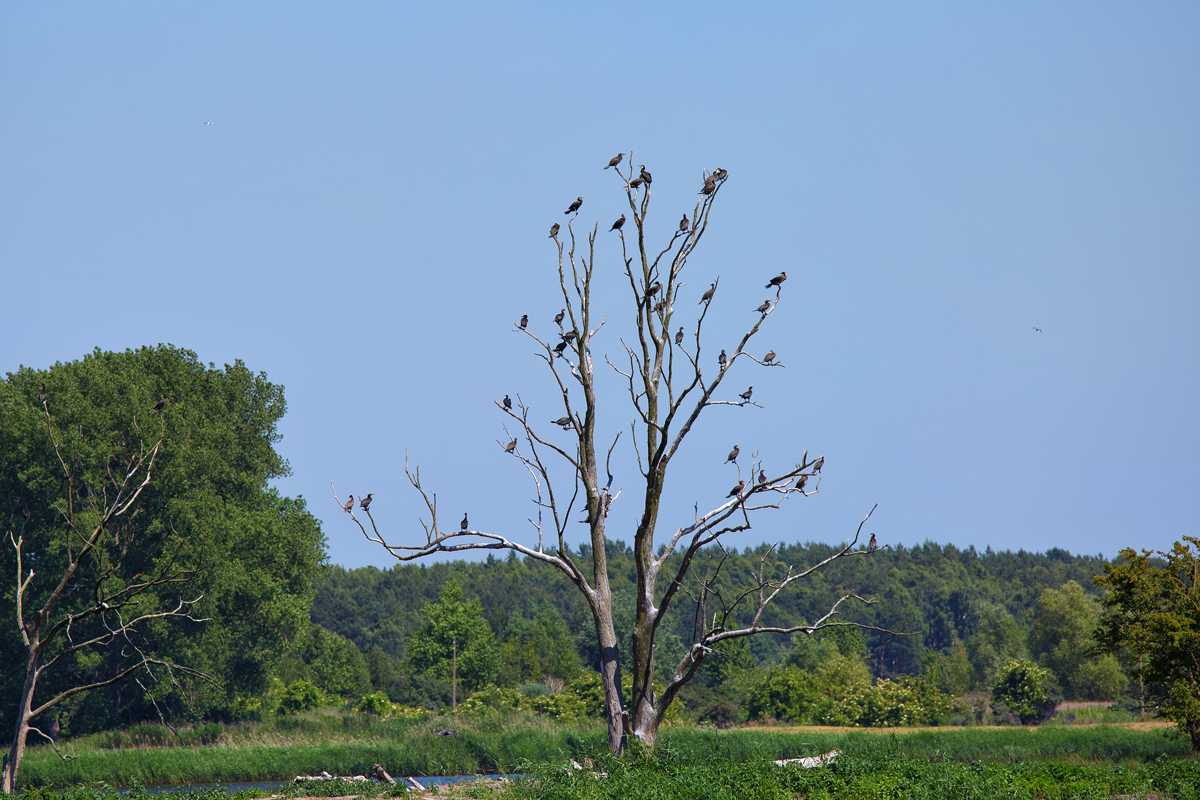 Ein abgestorbener Baum wird von Kormoranen als Rastplatz genutzt. - 03.07.2015