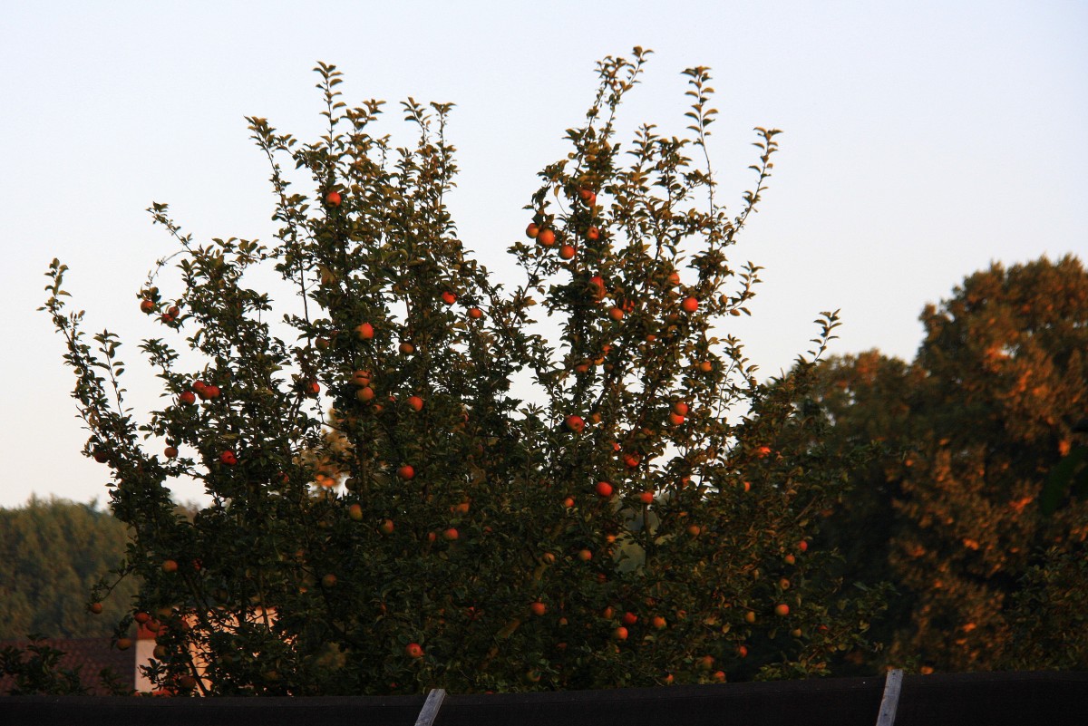 Ein Apfelbaum in der Abendstimmung im Garten in Kohlscheid-Bank am 24.9.2013.