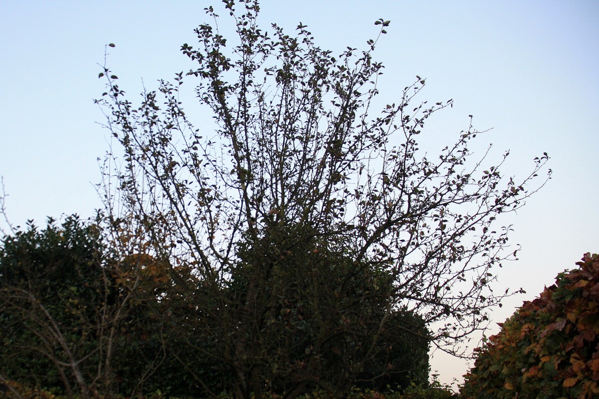 Ein Apfelbaum im Garten in Kohlscheid-Bank in der Abendstimmung am Abend vom 15.11.2013.