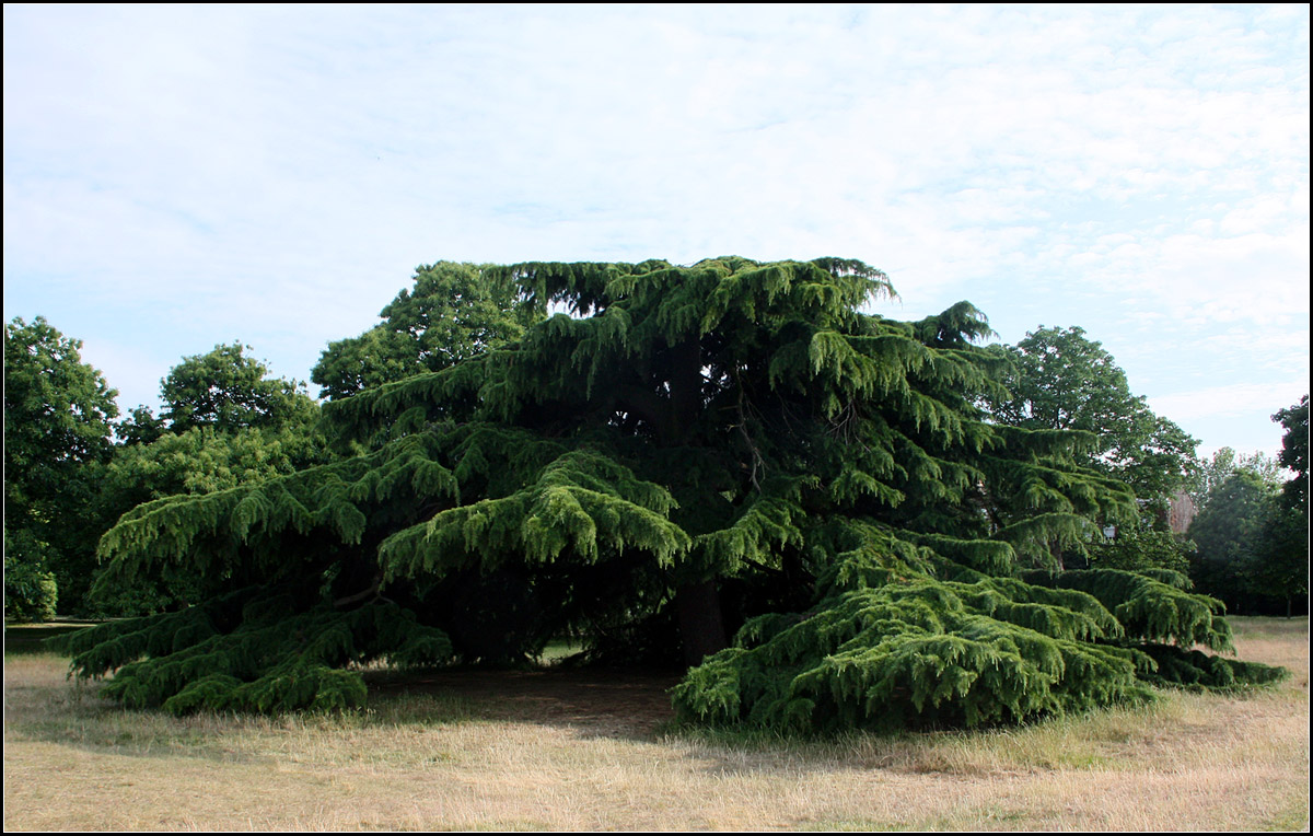 Ein Baum streckt seine Tatzen aus -

Als Weihnachtsbaum ist er wohl eher weniger geeignet. Gesehen im  Greenwich Park (London)

25.06.2016 (M)

