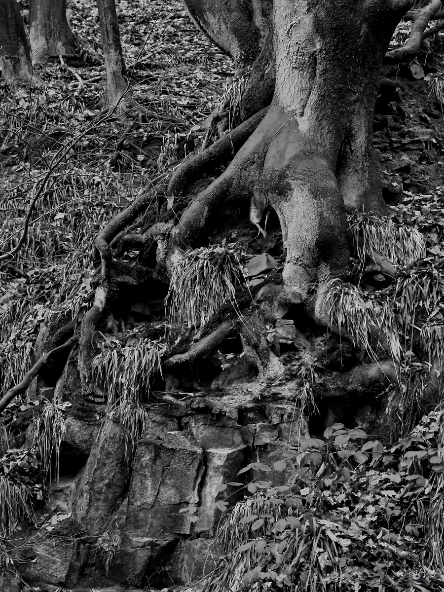 Ein Baum sucht halt und krallt sich fest. (Witten, Juni 2018)