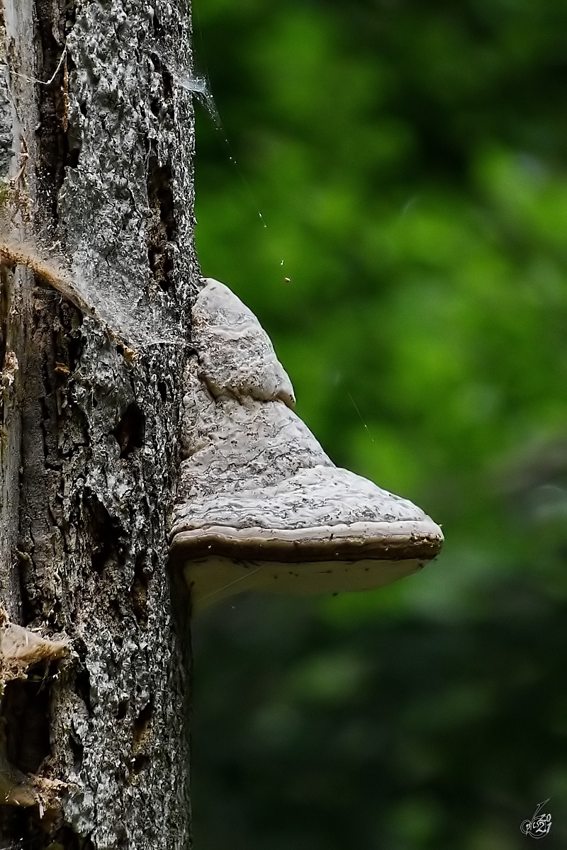 Ein Baumpilz, abgelichtet Mitte August 2021 im Park  Ivenacker Eichen .