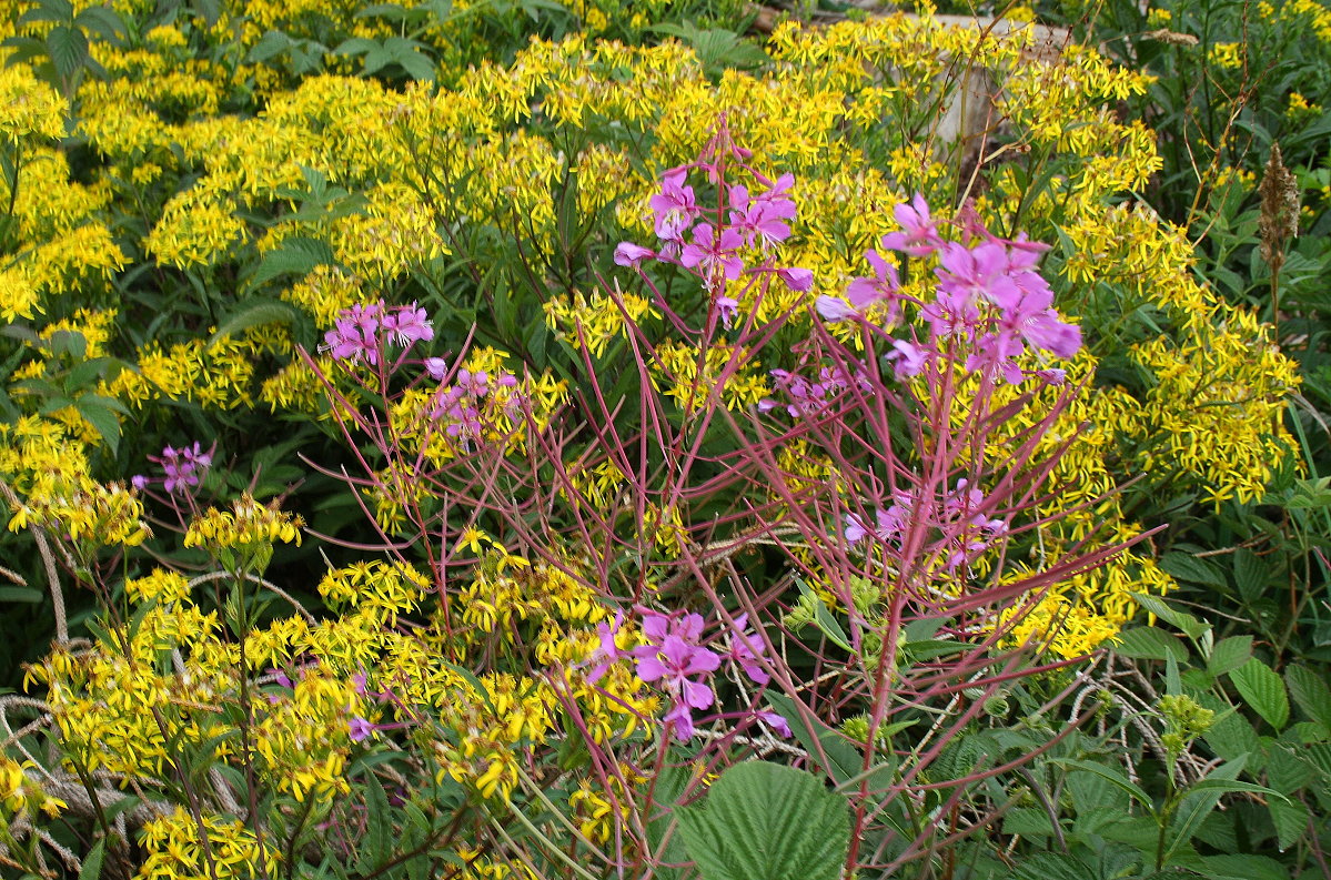 Ein Beet aus schmalblättrigem Weidenröschen und Harzgreiskraut, von der Natur selbst geschaffen, kreiert einen wunderschönen Farbklang; Aufnahme vom frühen Abend des 1.08.2022 im Schultal bei Braunlage...