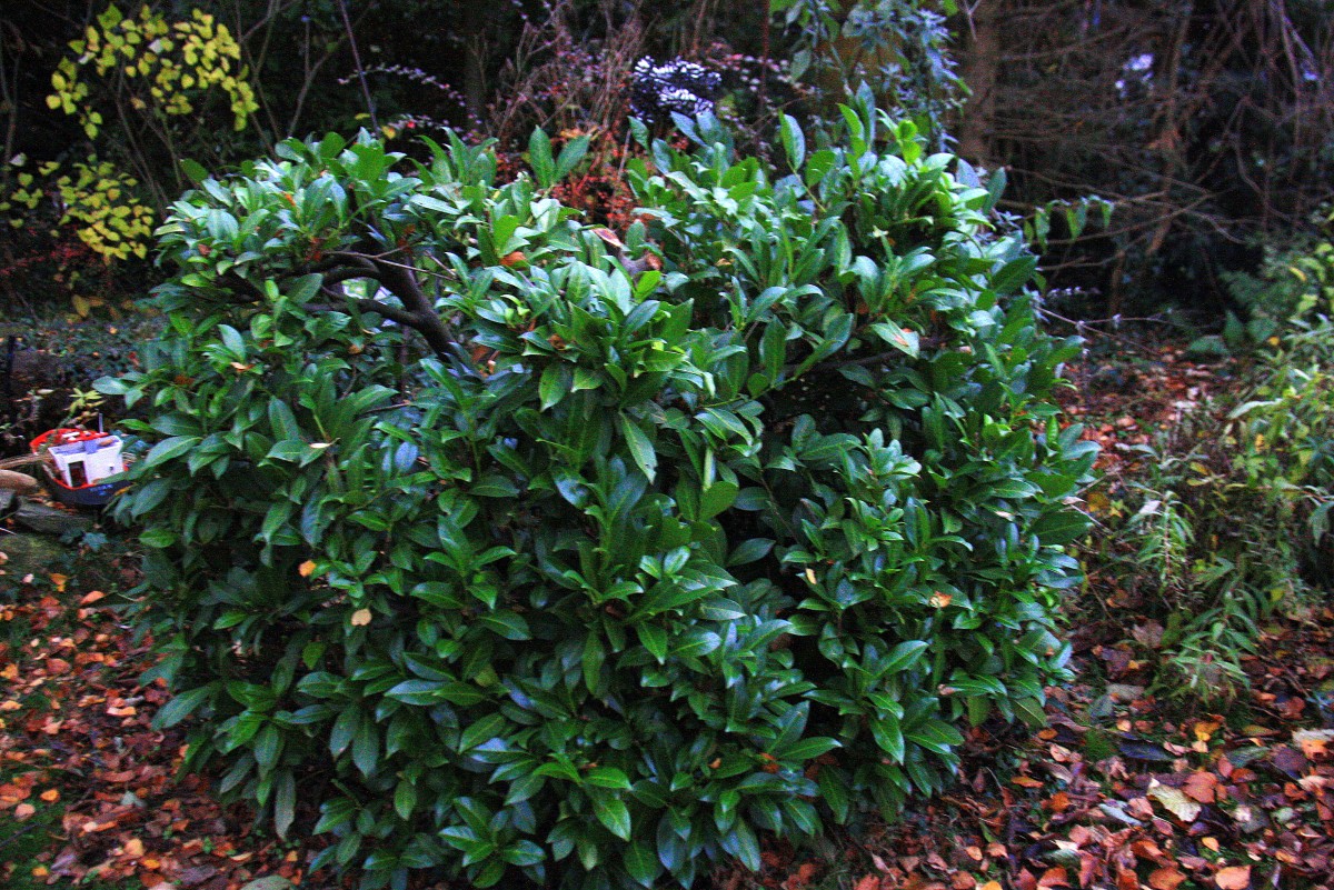 Ein Busch im Garten in Kohlscheid-Bank am Abend vom 20.11.2013.