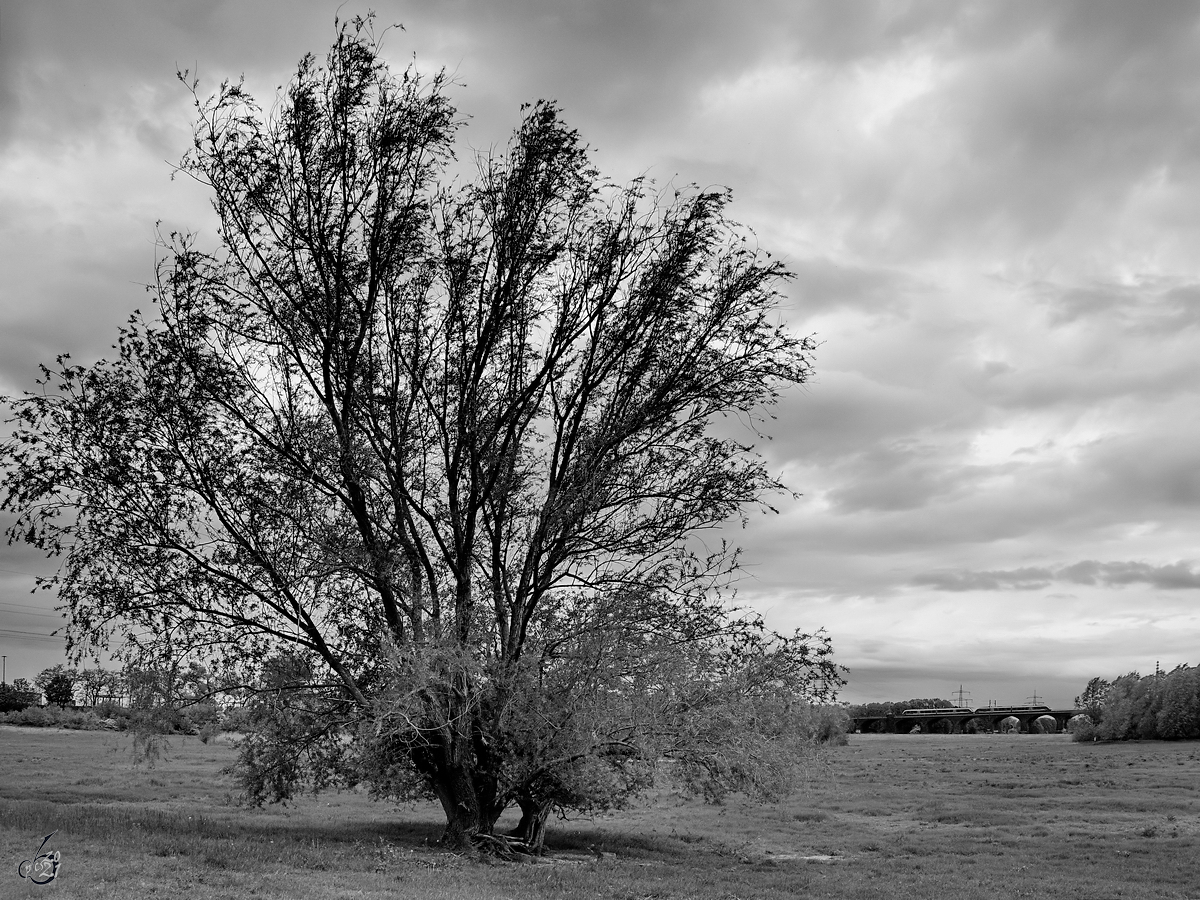 Ein einsamer Baum auf den Rheinwiesen, so gesehen Anfang Mai 2021 bei Rheinhausen.