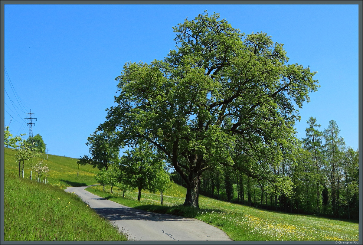 Ein Feldweg am Sonnenberg bei Luzern. (28.04.2022)