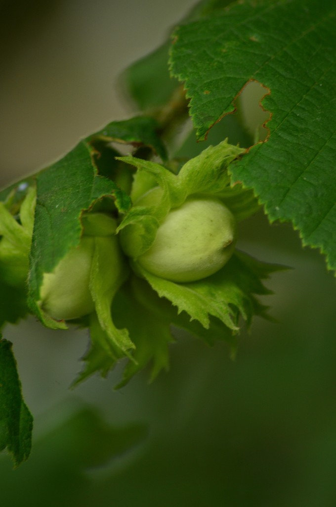 Ein Haselzweig mit Fruchtstand ist mir in Wickrath neben den Gleisen des Eisernen Rheins am Samstag den 21.6.2014 vor die Linse geraten.