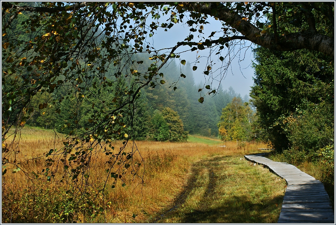 Ein Herbsttag im  Hochmoor von Lally.
(2.10.2013)