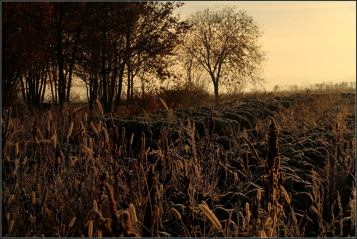 Ein kalter Novembermorgen -

Die Gräser, der Rosenkohl und die Bäume werden in goldenes Licht getaucht.
Bei Rommelshausen.

21.11.2020