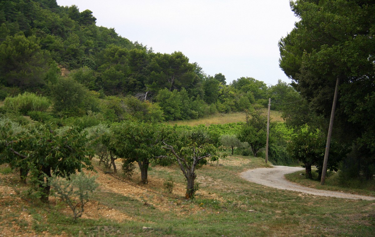 Ein Kleiner Weg in der Provence(F) bei Sonne und Wolken am Vormittag vom 25.7.2014.