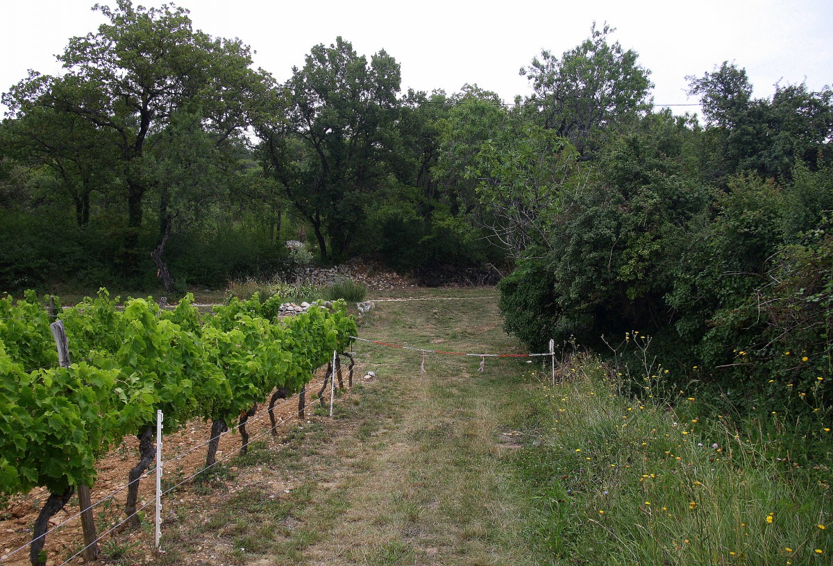 Ein Kleiner Weg in der Provence(F) bei Sonne und Wolken am Vormittag vom 25.7.2014.