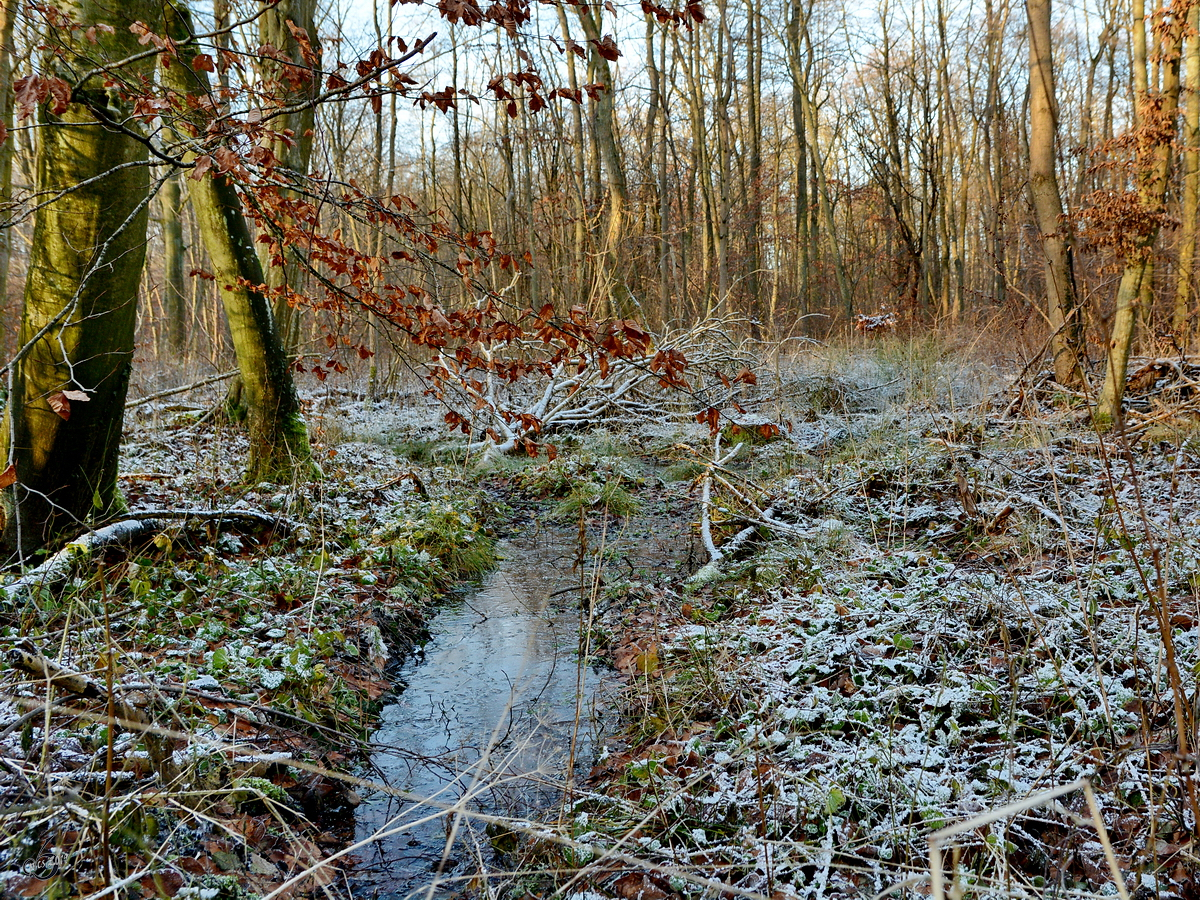 Ein kleines Wasserloch Ende Dezember 2014 im Müssentiner Wald.