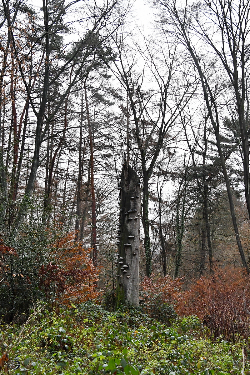 Ein mit zahlreichen Pilzen bewachsener Baumstumpf. (Witten, Dezember 2018)