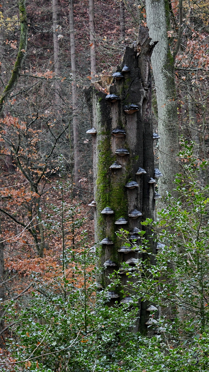 Ein mit zahlreichen Pilzen bewachsener Baumstumpf. (Witten, Dezember 2018)