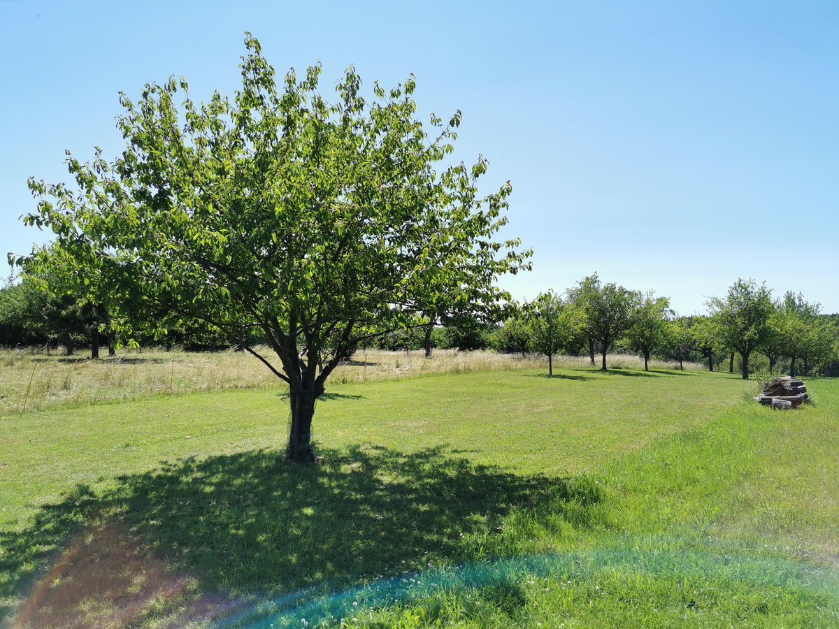Ein Obstbaum an einer frisch gemähten Streuobstwiese am Ortsrand von Fernwald Annerod. Aufgenommen am 24.06.2020.