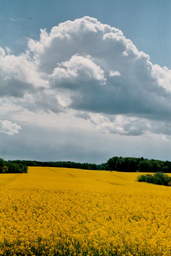 Ein Rapsfeld bei Rieps. Das Bild wurde aufgenommen mit einer Ihagee EXA IIb und einem Fujicolor Superia 200/36, 1/60 sek, f:22 ; 23.05.2015