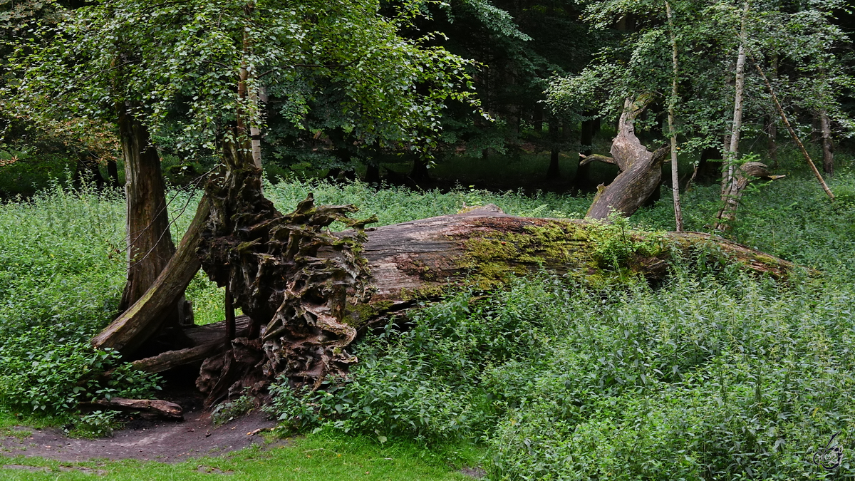 Ein umgestürzter Baum in den Ivenacker Eichen. (August 2021)