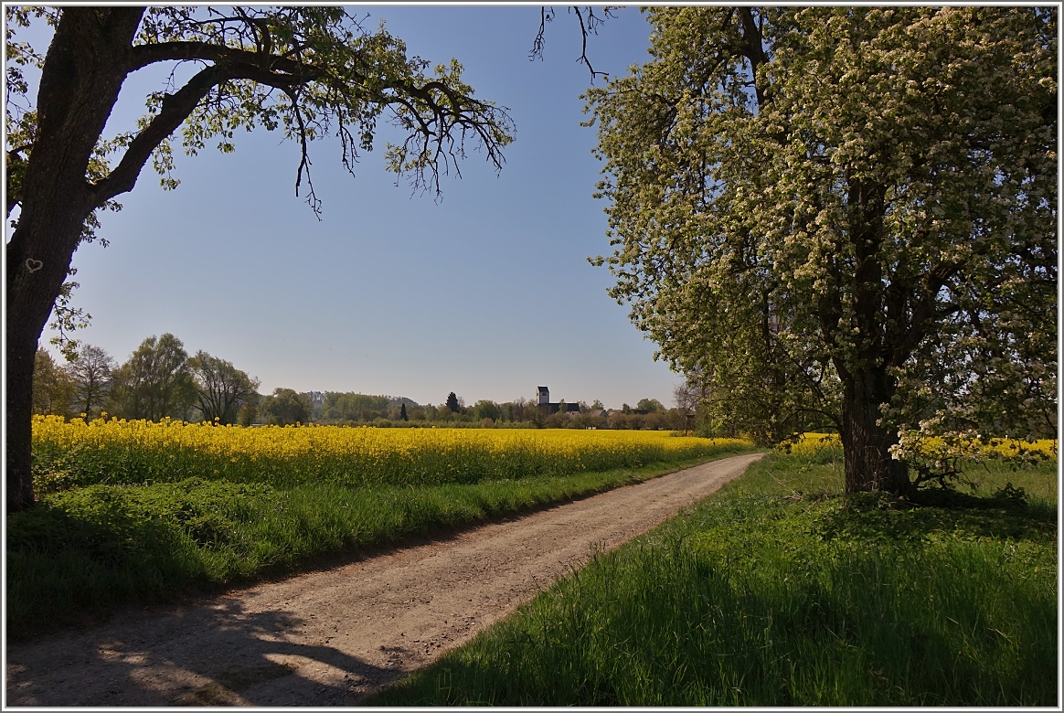 Ein Wanderweg führt an blühenden Bäumen und Rapsfelder ins Dörfchen Seefelden.
(24.04.2017)