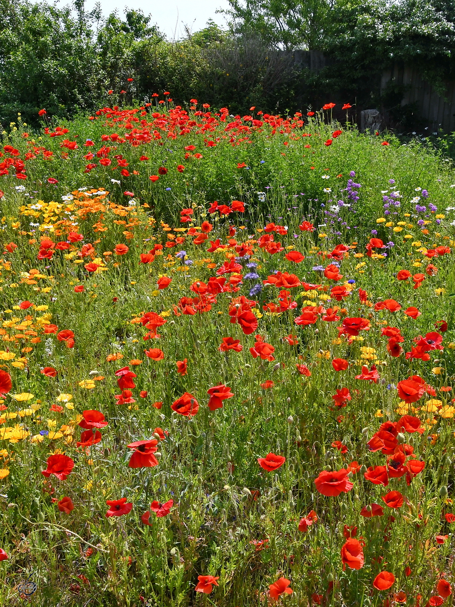 Ein  wilder Garten , so gesehen Mitte Juni 2020 in Müssentin.