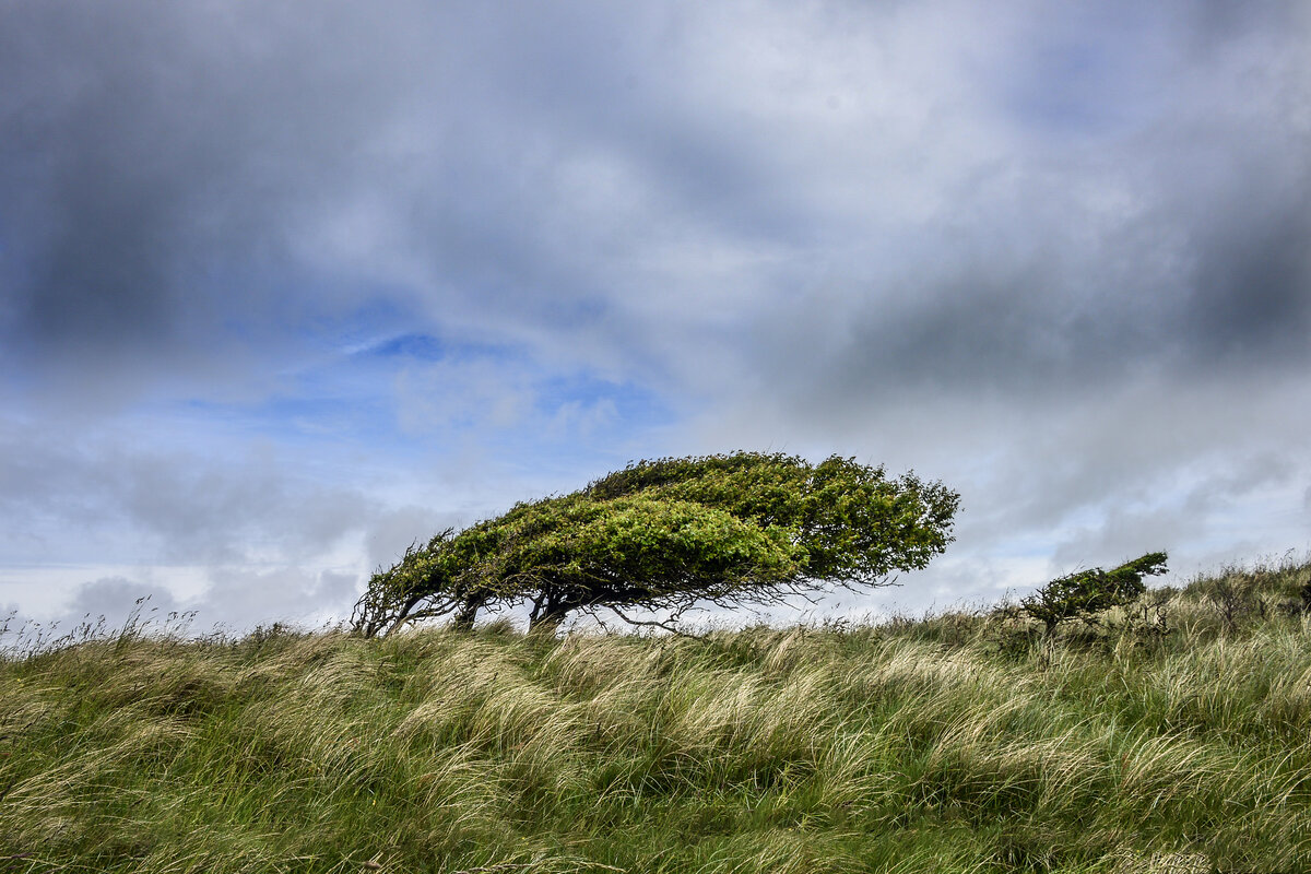 Ein windgeformter Baum an der Fyrvejen s�dlich von L�nstrup in D�nemark. Aunahme: 9. Juni 2026.