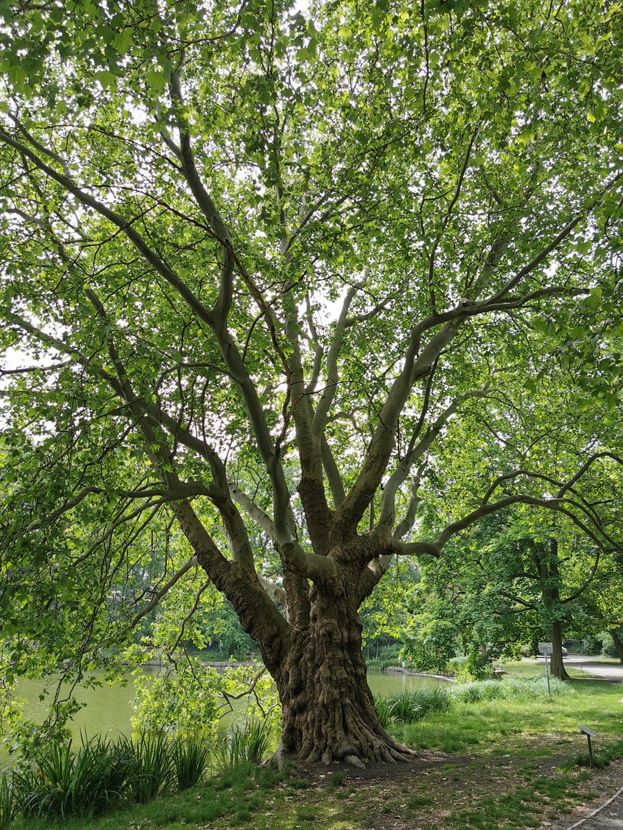 Eine Ahornblättrige Platane am Lietzensee in Brlin. Aufgenommen am 12.06.2020.