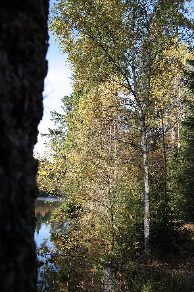 Eine Birke am Ufer des Silberteichs bei Braunlage; Aufnahme vom Nachmittag des 22.10.2013...