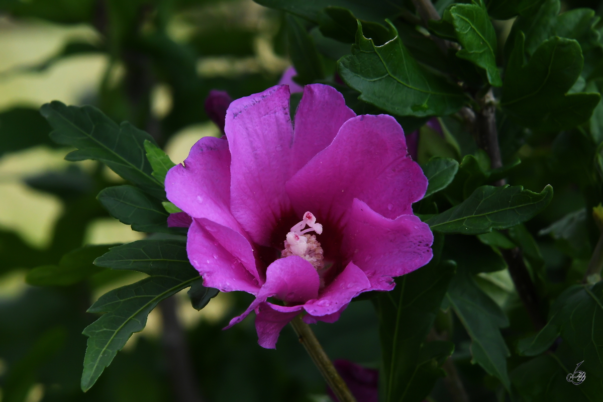 Eine Blüte bei Fuchsreut. (August 2020)