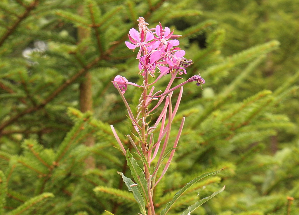 Eine Blume des im Hochharz inzwischen selten gewordenen Knabenkrauts; Aufnahme vom Abend des 01.08.2014 auf dem Grünen Band zwischen Brocken und Bodetal...